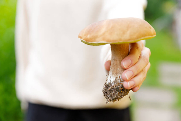 Female hand holding raw edible mushroom with brown cap Penny Bun in autumn forest background. Harvesting picking big ceps mushrooms in natural environment. Cooking delicious organic food concept - Photo, Image