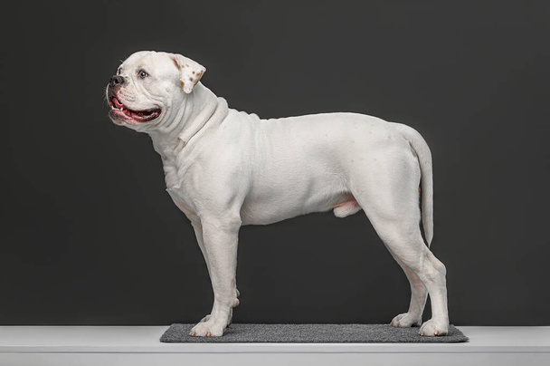 American Bulldog op een neutrale achtergrond - Foto, afbeelding