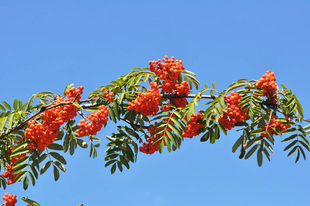 In nature, on a branch of rowan ordinary (Sorbus aucuparia) ripen berries - Photo, Image