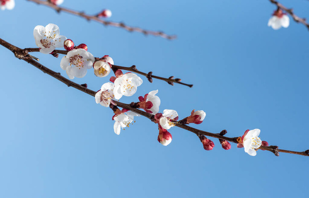 Blossoming fruit tree branch. Flowering branch under the bright blue sky. White flowers of apricots. - Photo, Image