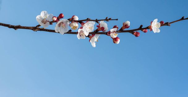 Blossoming fruit tree branch. Flowering branch under the bright blue sky. White flowers of apricots. Space to write. Copy space - Photo, Image