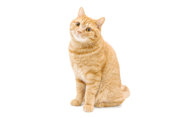 美しい生姜赤英国の男性の短髪猫は白い背景に隔離されました - 写真・画像