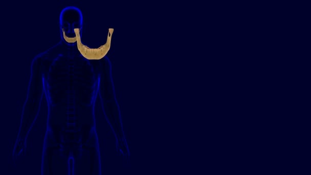 Ihmisen luuranko Kallo Alaleukaluun anatomia 3D kuvitus Medical Concept - Materiaali, video