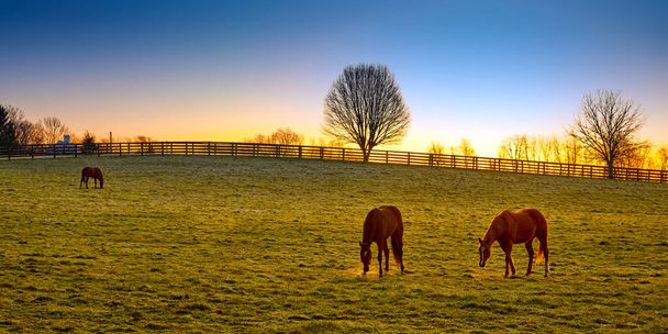 Τρία καθαρόαιμα άλογα βόσκουν την ανατολή του ηλίου σε ένα χωράφι. - Φωτογραφία, εικόνα