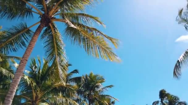 Palmuja kirkkaan sinisen taivaan yllä. Trooppisen rannan tausta. Matala kulma ammuttu - Materiaali, video