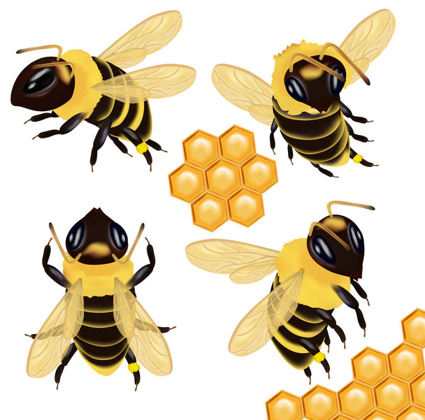 Bal arısını beyaz arkaplanda farklı açılardan ayarla. Arı ikonu ve bal peteği. Vektör illüstrasyonu - Vektör, Görsel