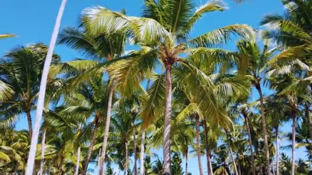 熱帯のビーチの背景。澄んだ青空の上にヤシの木。ドミニカ共和国 - 映像、動画