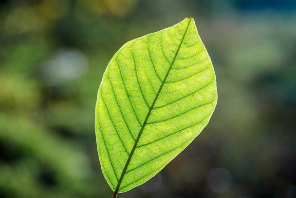 Green leaf with translucent texture - Valokuva, kuva