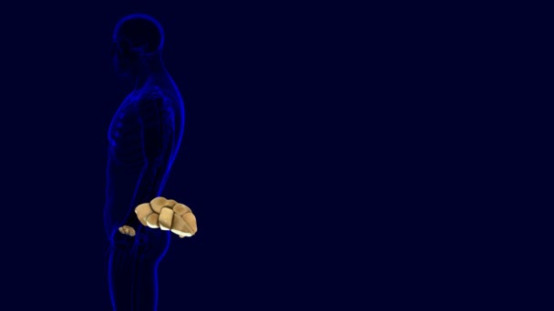 Anatomia ossea dei carpali del polso della mano dello scheletro umano per l'illustrazione medica di concetto 3D - Filmati, video