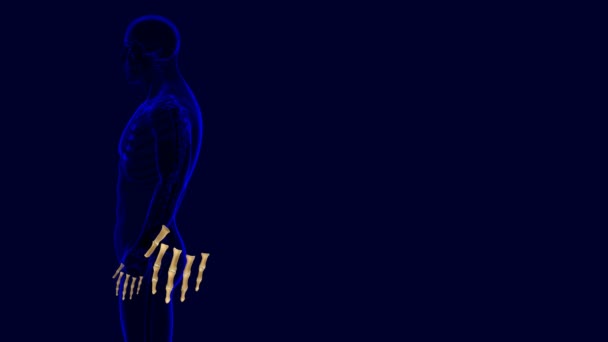 Anatomía ósea de falanges de mano de esqueleto humano para la ilustración 3D del concepto médico - Metraje, vídeo