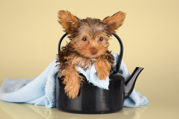 Small cute little Yorkshire terrier sitting in black kettle - Фото, зображення