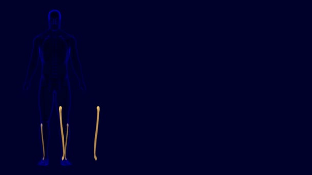 Ihmisen luuranko Fibula Bone anatomia 3D kuvitus Medical Concept - Materiaali, video