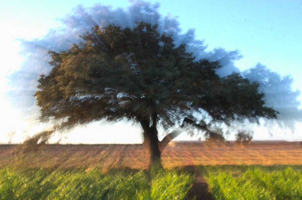 Bir yaz günü kuru bir tarlada yüzyıllık meşe ağacının yakınlaşan görüntüsü. - Fotoğraf, Görsel