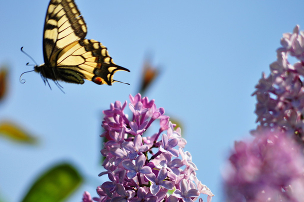 Swallowtail vlinder - Foto, afbeelding