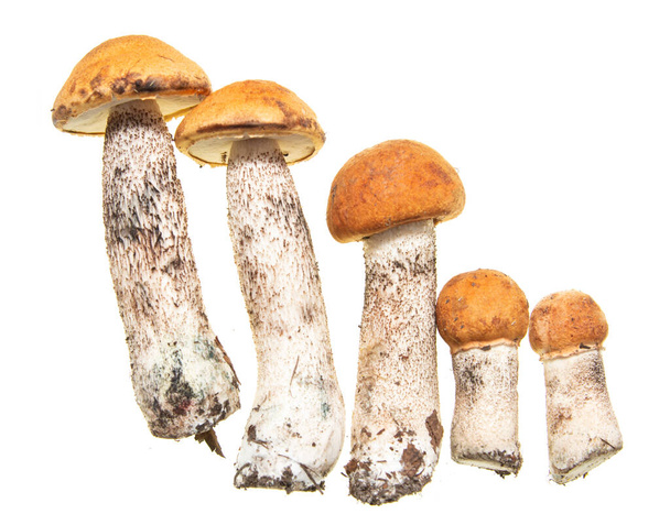 лесные грибы на белом фоне - Фото, изображение