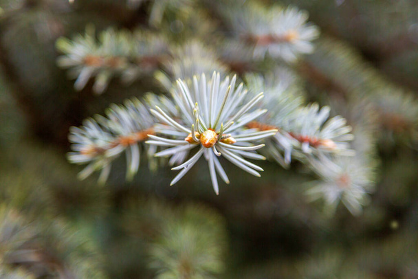 Kolorado Blue Spruce Branch and Needles Zbliżenie. Zbliżenie nowego wzrostu na niebieskim gałązce świerku z promieniującymi igłami na rozmytym tle. Miejsce na kopię - Zdjęcie, obraz