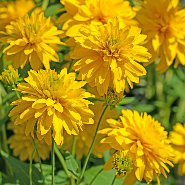 Цвітіння Рудбекії лакинат влітку
 - Фото, зображення