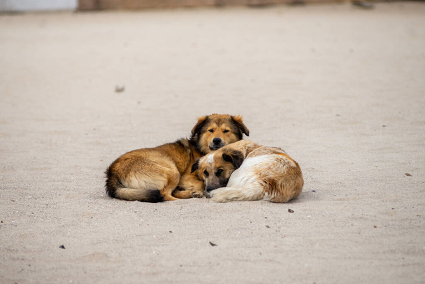 Dois cães vadios vermelhos deitam-se na areia e mergulham um no outro. Adoro animais de estimação. O problema dos animais sem abrigo. - Foto, Imagem