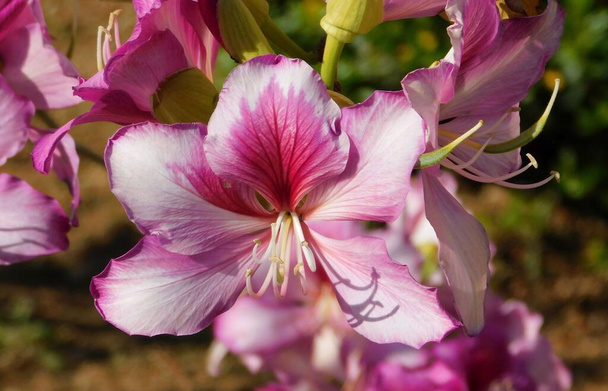 Orchid tree, or Bauhinia variegata pink flowers - Photo, Image