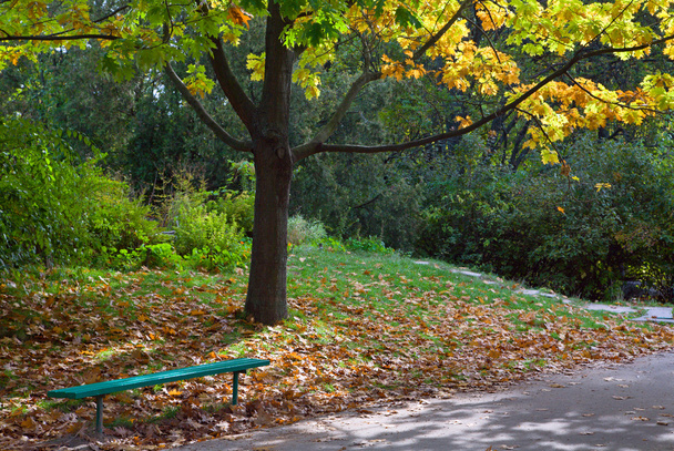 Golden tree foliage, bench and pedestrian path in autumn city park - Photo, Image
