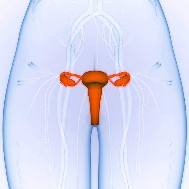Anatomia żeńskiego układu rozrodczego. 3D - Zdjęcie, obraz