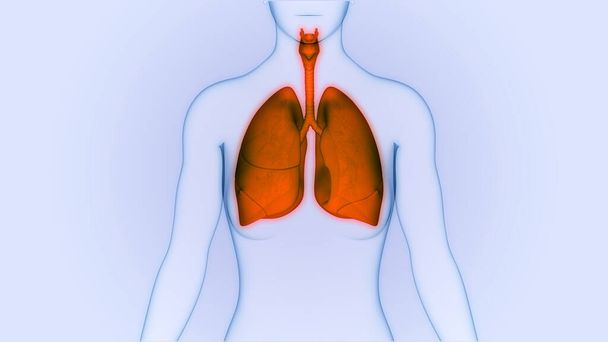 Sistema Respiratório Humano Anatomia Pulmonar. Ilustração 3D  - Foto, Imagem