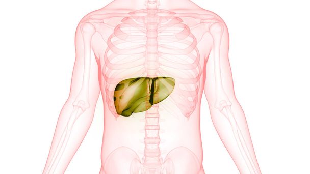 İnsan İç Sindirim Organı Karaciğer Anatomisi. 3B illüstrasyon  - Fotoğraf, Görsel