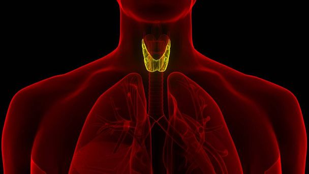 Анатомия щитовидной железы человека. 3D - Иллюстрация - Фото, изображение