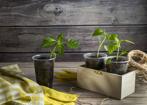 Young paprika sprouts in disposable cups. Gardening concept. Reuse of plastic utensils. - Photo, Image