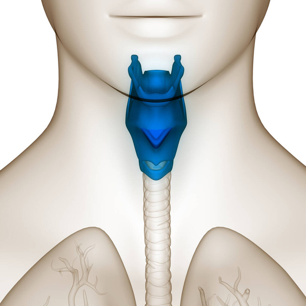 Anatomia das glândulas do corpo humano da glândula tireóide. 3D - Ilustração - Foto, Imagem