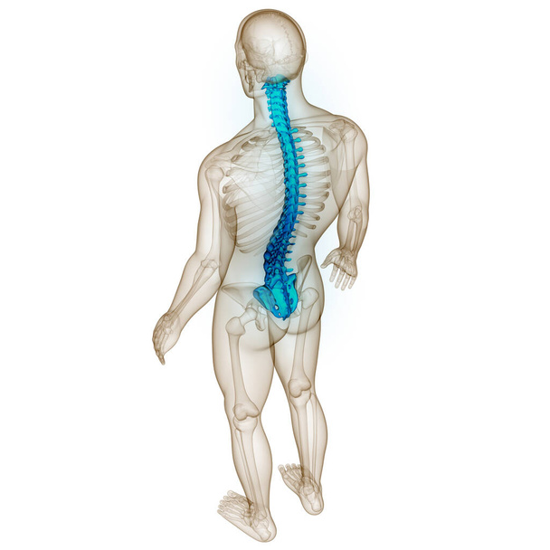 Coluna vertebral da anatomia do sistema esqueleto humano - Foto, Imagem