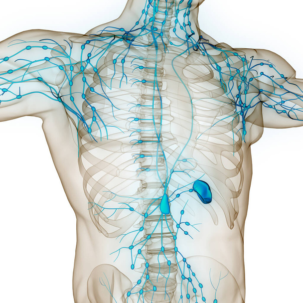 Sistema Interno Humano Anatomia dos nódulos linfáticos. Ilustração 3D  - Foto, Imagem