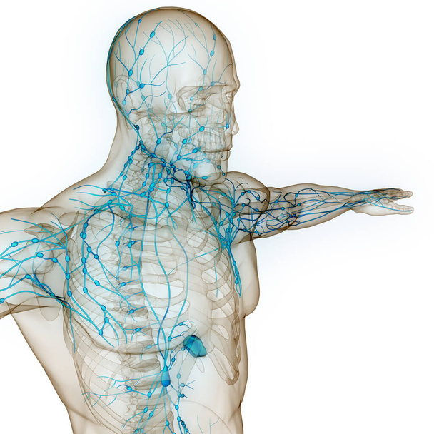 Ανθρώπινο Εσωτερικό Σύστημα Lymph Κόμβοι Ανατομία. 3D απεικόνιση  - Φωτογραφία, εικόνα
