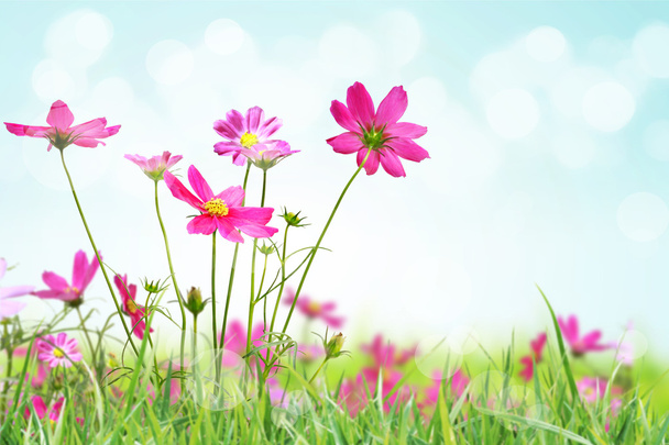 krásné květiny pole  - Fotografie, Obrázek
