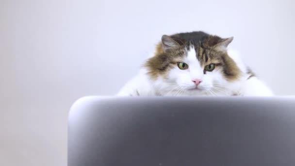 Concept. De kat zit achter de computer. Het poesje kijkt naar het nieuws en reageert. Werk op afstand en freelance. Emoties van het kijken naar nieuws, werk of zaken. Close-up - Video