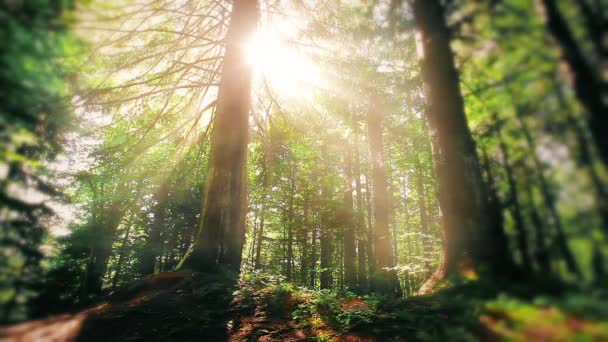 Morgenochtend in het bos. de stralen van de zon gaan door bomen - Video