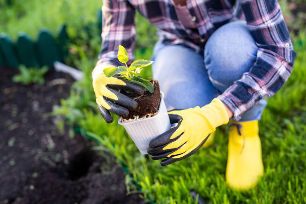 Рука женщины-садовницы в перчатках держит в руках рассаду маленькой яблони, готовясь посадить ее в землю. Концепция посадки деревьев - Фото, изображение