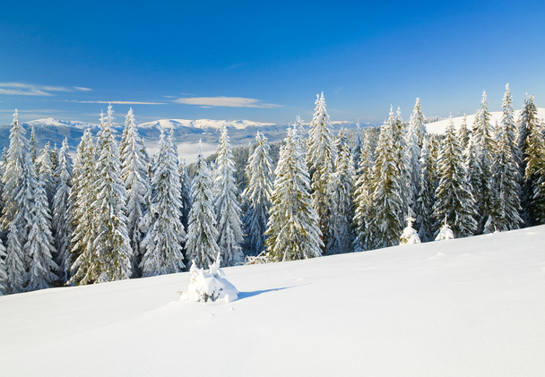 Winter rustige berglandschap met rijp en sneeuw bedekt vuren bomen (uitzicht vanaf Boekovel skiresort (Oekraïne) naar Svydovets ridge) - Foto, afbeelding