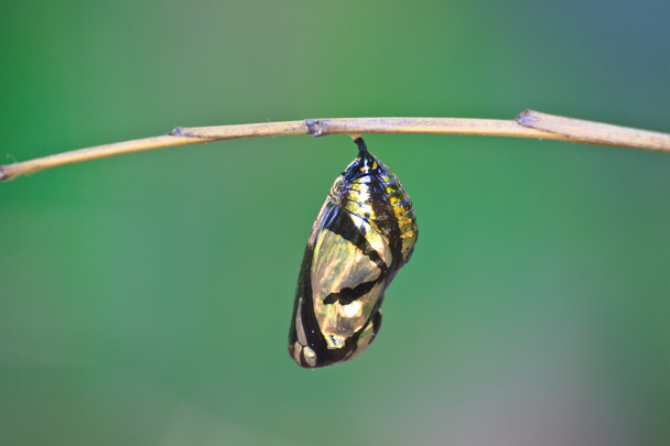 beautiful Monarch chrysalis hanging on branch - Photo, Image