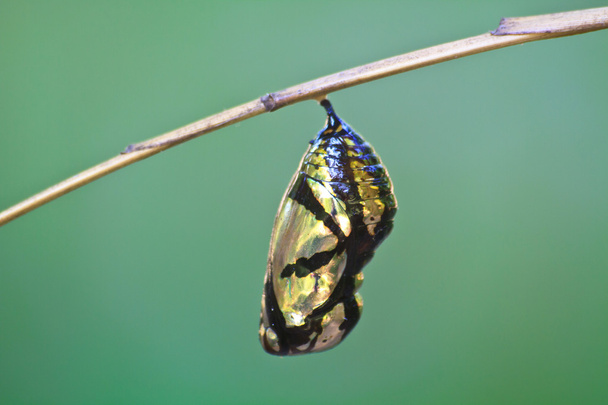 güzel monarch kelebek dalda asılı - Fotoğraf, Görsel