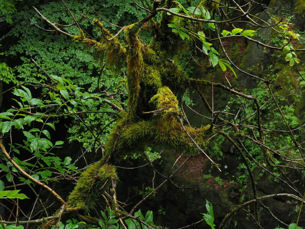 Мох и лишайники на покрытом дождём дереве в шотландском лесу - Фото, изображение