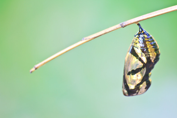 bella crisalide monarca appesa al ramo
 - Foto, immagini