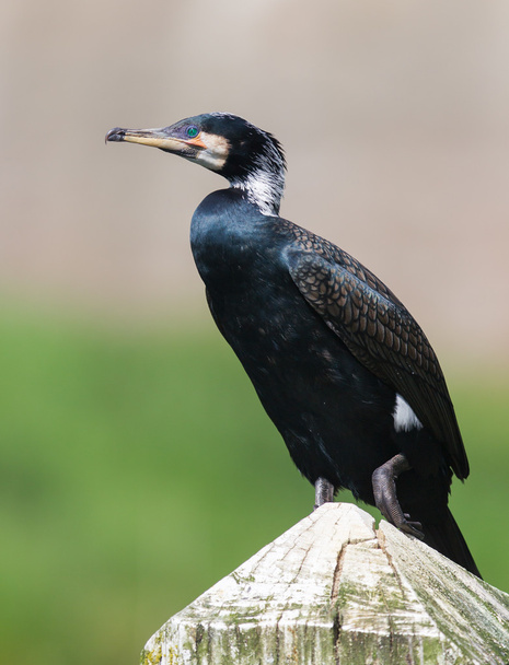 Cape Cormorant - Photo, Image
