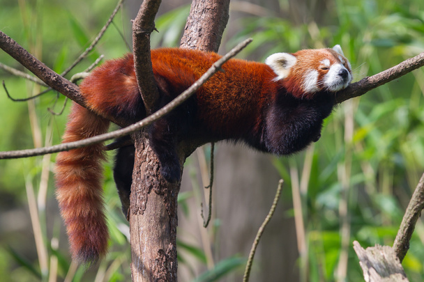 Roter Panda, Feuerfuchs oder Kleiner Panda  - Foto, Bild