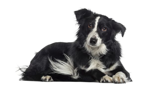 Border Collie lying down (2 years old) - Photo, Image