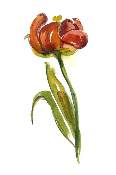 Красный тюльпан
 - Фото, изображение