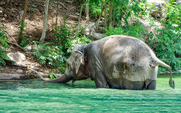 Big elephant drinking fresh water - Photo, Image