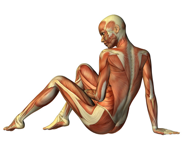 3D renderização muscular mulher sentada por trás
 - Foto, Imagem