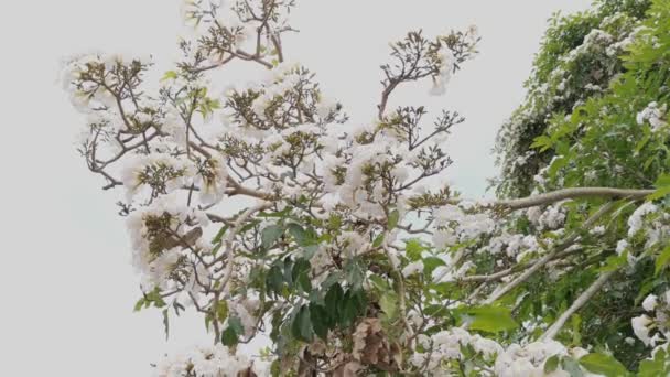 枝にタベブア・ローシーの花を咲かせ. - 映像、動画