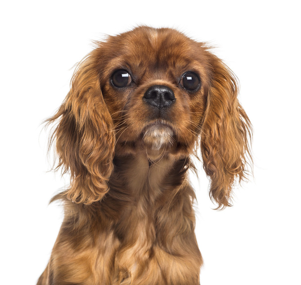 Headshot štěně kavalír king charles Španěl (5 měsíců starý) - Fotografie, Obrázek